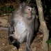 monkey_macaque_balinese_mf_ubud_v_1359_bal5080.jpg